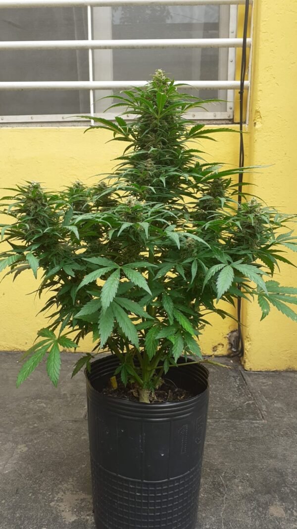 EUPHORIA SEEDS - AUTO - SUPER CRITICAL X 3 - Imagen 2