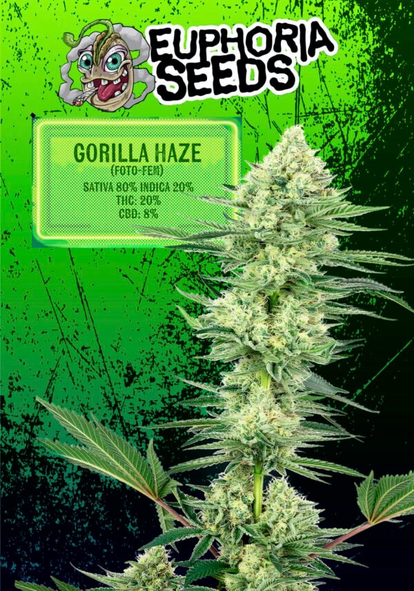 EUPHORIA SEEDS - MIX 1 - FEM X6 - GORILLA HAZE + EXODUS CHEESE - Imagen 2
