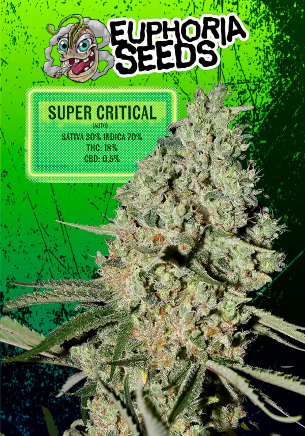 EUPHORIA SEEDS - AUTO - SUPER CRITICAL X 3