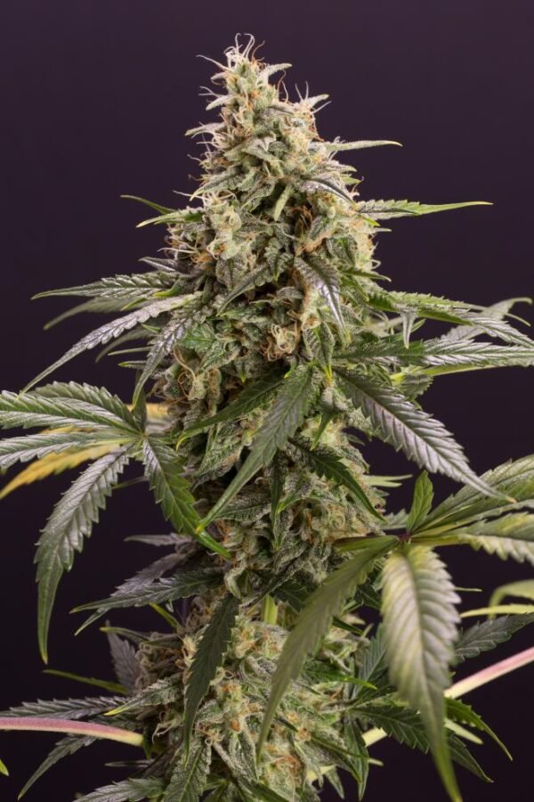 Humboldt seeds x3 - Chem Bomb Auto - Imagen 2