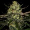 EUPHORIA SEEDS - AUTO - GORILLA ZKITTLEZ X6 - Imagen 2