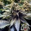 EUPHORIA SEEDS - AUTO - CHOCOMINT OG X3 - Imagen 2