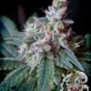 EUPHORIA SEEDS - FEM - TROPICANA SKUNK X3 - Imagen 2