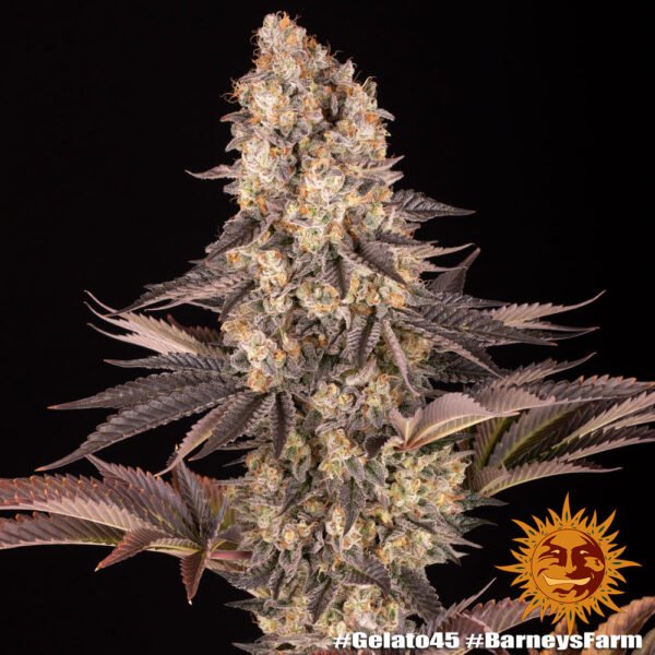 Barney´s Farm - Gelato #45 x3 - Imagen 2