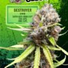 EUPHORIA SEEDS - FEM - DESTROYER FEMINIZADA X3