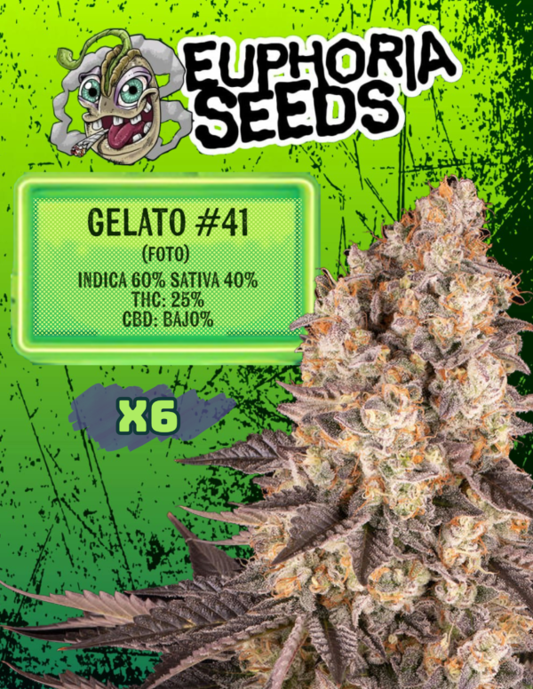 EUPHORIA SEEDS - FEM - GELATO #41 FEMINIZADA X6