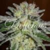 Delicious Seeds - Northen Lights Blue - Imagen 2