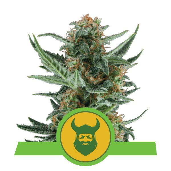 Royal Queen Seeds -Auto- Royal Dwarf x3 - Imagen 2