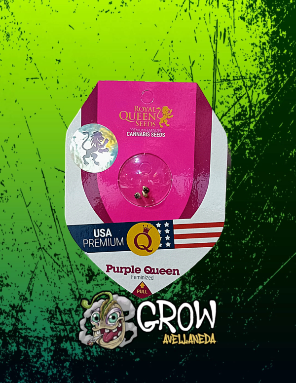 Royal Queen Seeds -Fem- Purple Queen x3