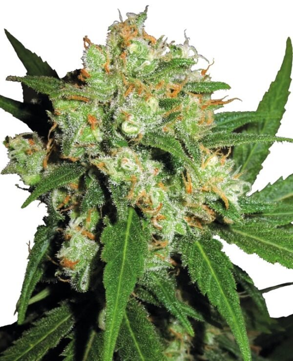 Sensi Seeds -Fem- Sensi Skunk x3 - Imagen 2