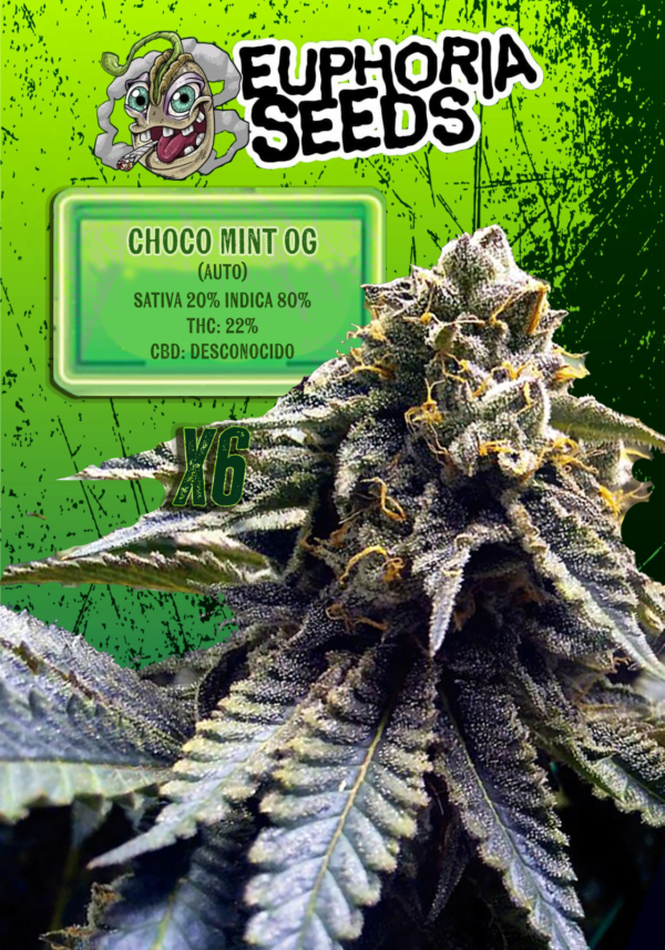 EUPHORIA SEEDS - AUTO - CHOCOMINT OG X6