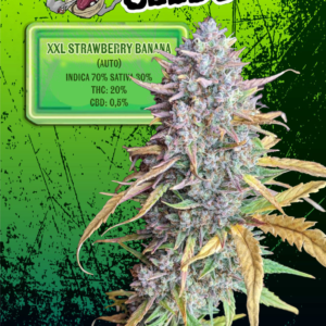 EUPHORIA SEEDS - AUTO - XXL STRAWBERRY BANANA X3