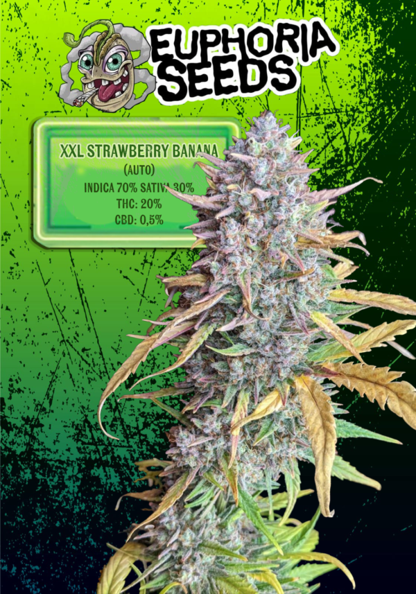 EUPHORIA SEEDS - AUTO - XXL STRAWBERRY BANANA X3