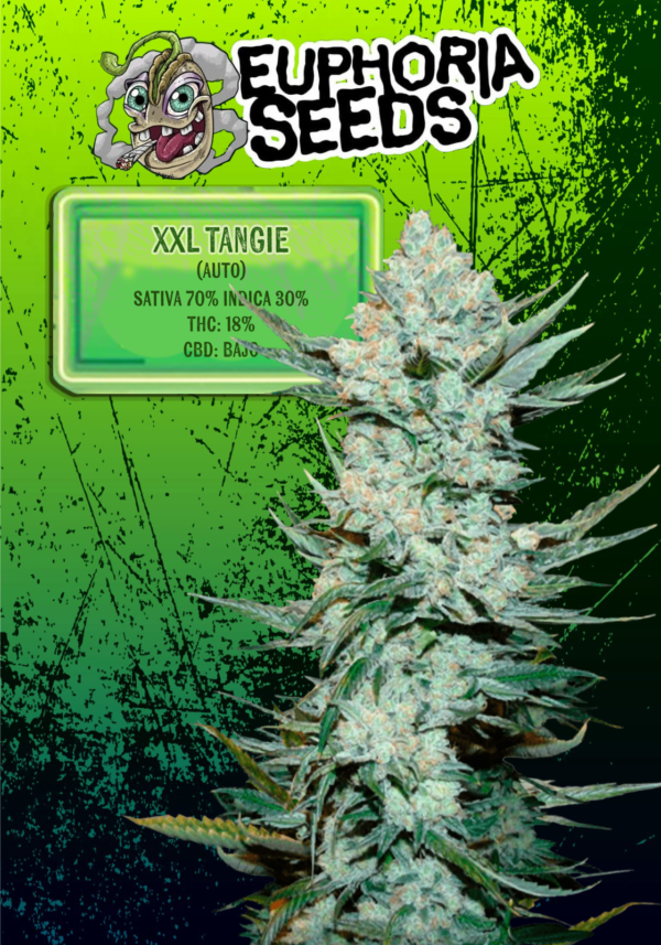 EUPHORIA SEEDS - AUTO - XXL TANGIE X3