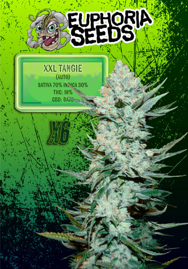 EUPHORIA SEEDS - AUTO - XXL TANGIE X6