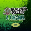 EUPHORIA SEEDS - Auto - A granel x100 (Hasta 4 genéticas 25 c/u)