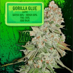 EUPHORIA SEEDS - AUTO - GORILLA GLUE X6
