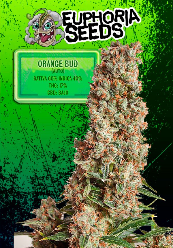 EUPHORIA SEEDS - AUTO - ORANGE BUD X3