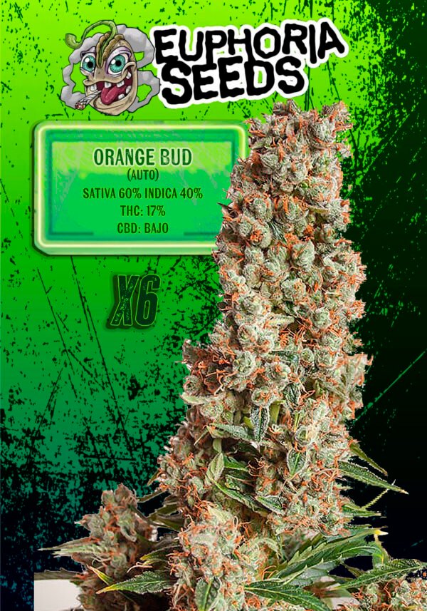 EUPHORIA SEEDS - AUTO - ORANGE BUD X6
