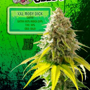 EUPHORIA SEEDS - AUTO - XXL MOBY DICK X6