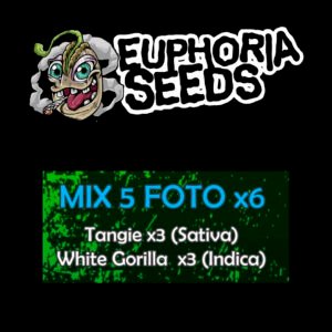 EUPHORIA SEEDS - MIX FEM 5 X6 - TANGIE + WHITE GORILLA