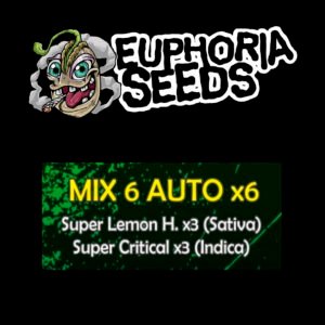 EUPHORIA SEEDS - MIX AUTO 6 X6 - SUPER LEMON HAZE + SUPER CRITICAL