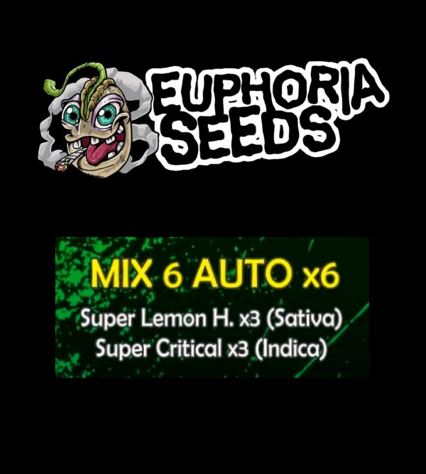 EUPHORIA SEEDS - MIX AUTO 6 X6 - SUPER LEMON HAZE + SUPER CRITICAL