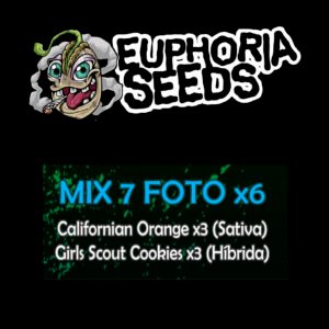 EUPHORIA SEEDS - MIX FEM 7 X6 - CALIFORNIAN ORANGE + GIRLS SCOUT COOKIES