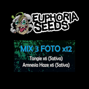 EUPHORIA SEEDS - MIX FEM 3 X12 - TANGIE + AMNESIA HAZE