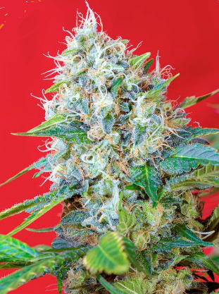 Sweet Seeds -Fem- Green Poison x3+1 (Indica) - Imagen 2