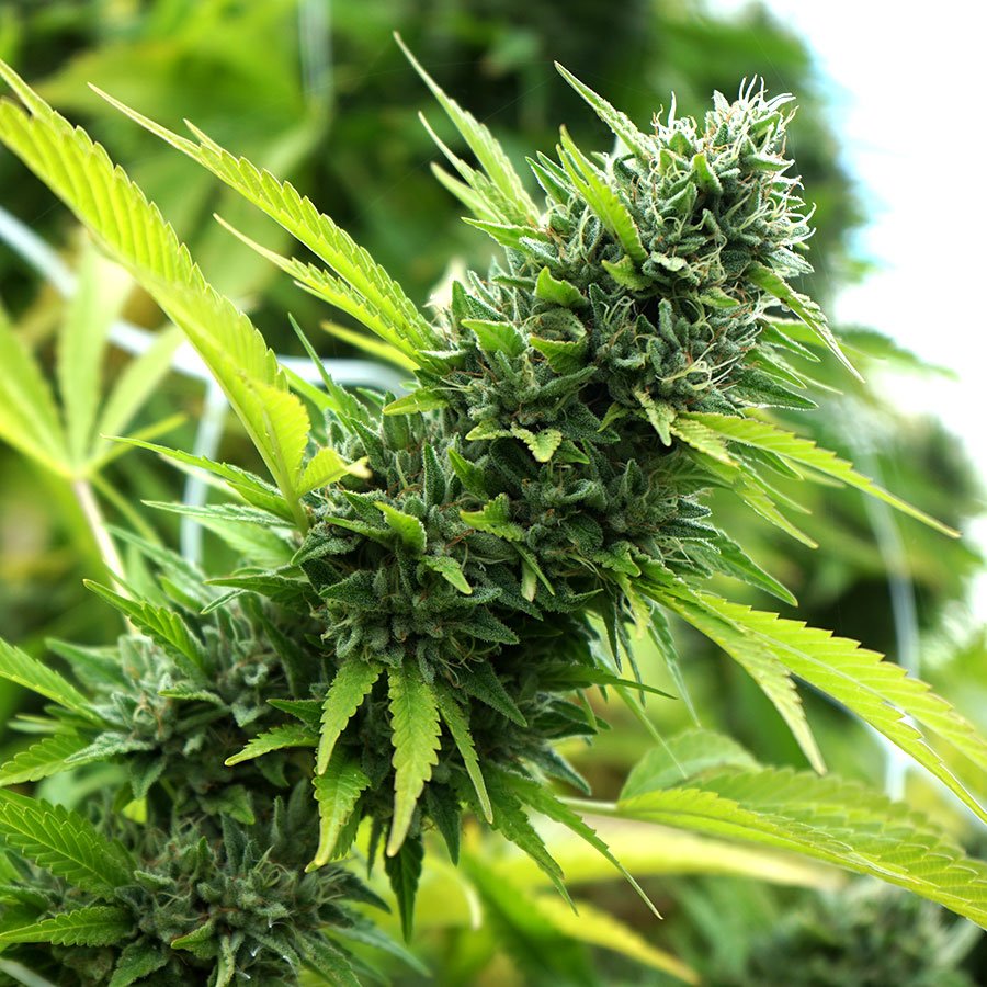 HUMBOLDT SEEDS - FEM - BANANA SAPPHIRE X3 (Indica) - Imagen 2